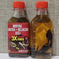 MINYAK LINTAH + BELACAK ASLI minyak lintah gunung minyak lintah gunung belacak original minyak linta