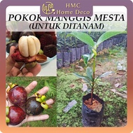 Pokok Manggis Mesta Manggis Jepun Untuk Ditanam Pokok Hidup Real Live Plant Japanese Mangosteen 日本山竹