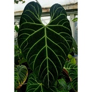 Treopika- RARE Anthurium Regale Dark Form