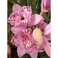 Seedling Anggrek Dendrobium pink princess - Bunga Anggrek Hidup -