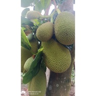 10ky young jackfruit