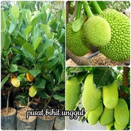 Bibit Nangka Mini Genjah 1Tahun Berbuah