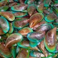 Kerang Hijau Ijo Segar Seafood 500g