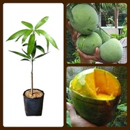 Mangga kelapa / pokok mangga kelapa / anak benih mangga kelapa / anak pokok mangga kelapa