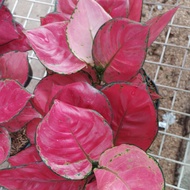 aglaonema red anjamani