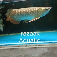 HEMAT IKAN ARWANA GOLDEN RED BLUEBASE HB KODE 1294