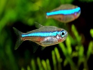 [Livestock] Green Neon Tetra | Simply Aquatics | Aquatic Fish | Aquarium |Small Medium Pet Fishes | Live Fish Pets