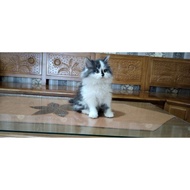 Kucing Kitten Persia Super Gembul Long Hair Hitam Putih 2.5 Bulan