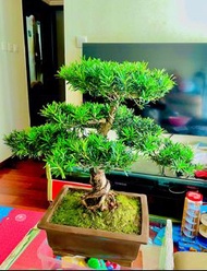 南通小葉雀舌 羅漢松（葉子細小，葉片飽滿，樹高73厘米、粗7厘米）清楚貨特價：$2800