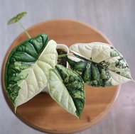 Promo Bibit Bonggol Alocasia Dragon Scale Variegata / Alokasia Dragon Var