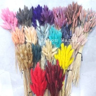 Bunga kering lagurus / Bunny tail Lagurus Dried Flower Import
