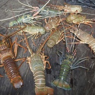 Lobster Laut Hidup 1kg Isi 3-4 BERKUALITAS