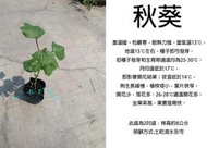 心栽花坊-秋葵/秋葵苗/3吋/實生苗/水果苗/售價40特價30