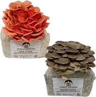 Forest Origins Pink &amp; Brown Oyster Mushroom Grow Kit 2-Pack Variety - Beginner Friendly &amp; Easy to Use, Grows in 10 Days | Handmade in California, USA | Top Gardening Gift, Holiday Gift &amp; Unique Gift