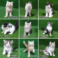 PROMO JUAL ANAK KUCING KITTEN PERSIA ANGORA ANGGORA BULU LEBAT PANJANG