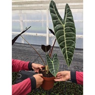 Alocasia Korthalsii/ Alocasia Watsoniana