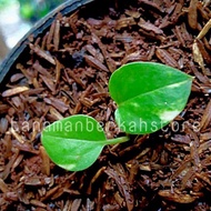 bibit tanaman hias janda bolong variegatha//janda bolong varigata