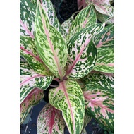 Tanaman hias aglaonema / aglonema gatot kaca / gatotkaca berkualitas