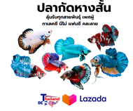 TH betta - สุ่มกัดหางสั้น พร้อมรัด กาเลคซี นีโม ปลากัดทุกสายพันธุ์ เฉพาะหางสั้นคละลายแฟนซี สวยงาม พร้อมรัด