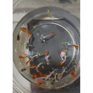 guppy live fish pair