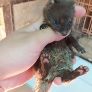 musang rase baby