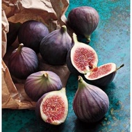ANAK POKOK BUAH TIN/ FIG (MASUI DAUPHINE )