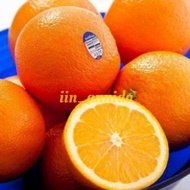 Bibit Tanaman jeruk sunkis/jeruk buah/jeruk buah manis/bibit jeruk