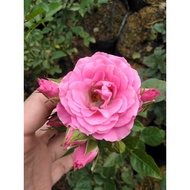 TANAMAN BUNGA MAWAR OREN COD PROMO TANAMAN HIAS TANAMAN MAWAR MERAH ROSE BUNGA HIAS bibit bunga mawa