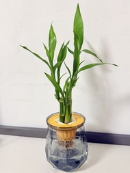 💧水培🎋富貴竹【富貴竹是一種長青植物，寓意富貴吉祥，既美觀又方便打理，具有風水作用，象徵開運，安然，適合擺放室內或辦公室，植物(4支)連圖中透明水培瓶，實拍如圖🎋】