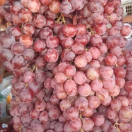 buah anggur merah1kg