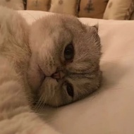 Blackpink Jisoo Photocard