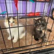 kucing persia medium jantan dan betina lucu