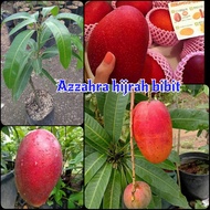 benih bibit tanaman buah mangga miyazaki