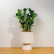 金錢樹白色高腳陶盆 桌上盆栽 室內植物 禮物