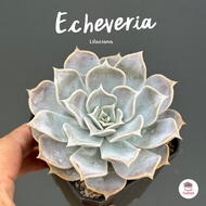 Echeveria Lilaciana ไม้อวบน้ำ กุหลาบหิน cactus&amp;succulentหลากหลายสายพันธุ์
