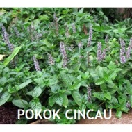 Pokok Cincau/Cincau.