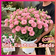 100% Original 20pcs Fresh Pink Eustoma Seeds for Sale Legit Eustoma Flower Seeds Bonsai Lisianthus S