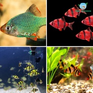 Aneka Ikan Tiger Sumatera Hiasan Aquarium Aquascape Mas Koki Discus