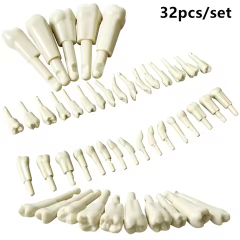 32pcs/set Replacement Teeth For 32 Teeth Dental Model Training Practice Study Fit For Kavo Basic Tee