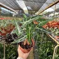 TKL - Alocasia Amazonica Polly/Bambino/Black Antoro Velvet 大仙女/小仙女海芋