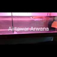 arwana super red baby