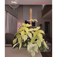 Cánh én mint | Florida Ghost Mint | Kiểng lá giống | Trầu bà cánh én mint