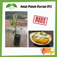 Green Leaf Nursery - Anak Pokok Durian D13/ 榴莲树苗