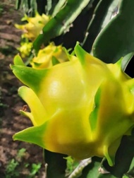 PROMO BELI 5 BONUS 1 Bibit Buah Naga kuning GOLDEN ISIS //Super Termurah // Bibit Unggul Terlaris