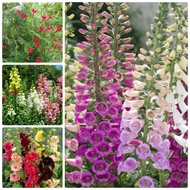 COMBO 4 PACKAGES OF BEAUTIFUL FALL FLOWER SEEDS - Vegetables and fruits grown in gardens, terraces, 