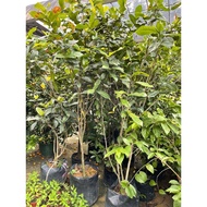 Gardenia Jasminoides (Evergreen), 1.5meter height Grows up to 3-6 ft tall).Free fertilizer and soil.