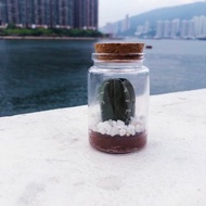 【訂貨】許願瓶造型黏土多肉盆栽- 仙人掌