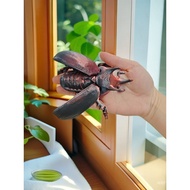 New Product 3D Printing Simulation Unicorn Shit Shell Lang Joint Movable Model Toy Decoration Figure