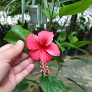 ANAK POKOK BUNGA RAYA[MERAH]