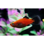 Molly platys aquascape aquarium Ornamental Fish
